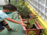 RECRIANDO PLANTANDO