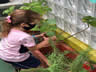 RECRIANDO PLANTANDO
